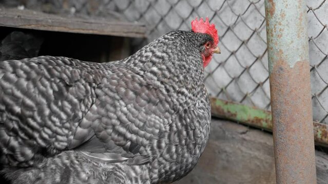 Beautiful gray chicken close-up in an aviary