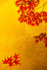 金屏風と楓の紅葉