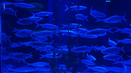 A school of fish refers to a group of fish swimming together in a coordinated manner. These groups can range from a few individuals to hundreds or even thousands, depending on the species.