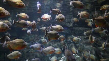 Piranha fishing in aquarium