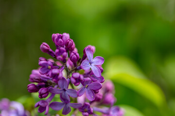 Syringa vulgaris flower growing in meadow, macro	