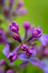 Obraz premium Syringa vulgaris flower growing in meadow, macro 