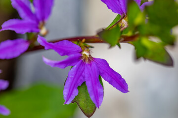 Scaevola saligna flower growing in meadow, macro