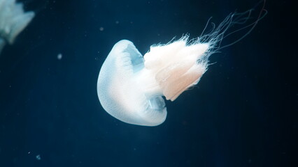 Rhopilema nomadica Nomad Jellyfish| white jellyfish in aquarium - obrazy, fototapety, plakaty