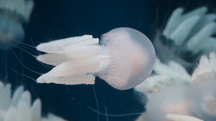 Rhopilema nomadica Nomad Jellyfish  white jellyfish in aquarium © Jimmy