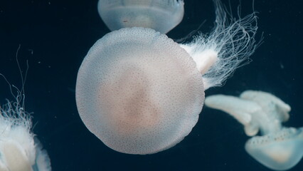 Catostylus tagi is a species of jellyfish from warmer parts of the East Atlantic Ocean - obrazy, fototapety, plakaty