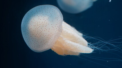 Rhopilema nomadica Nomad Jellyfish  white jellyfish in aquarium © Jimmy