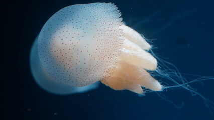 Rhopilema nomadica Nomad Jellyfish| white jellyfish in aquarium