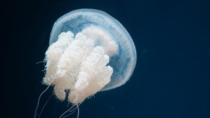 Rhopilema nomadica Nomad Jellyfish  white jellyfish in aquarium © Jimmy