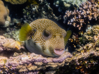 white spotted puffer fish lies on corals in the red sea detail