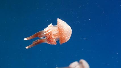 Phyllorhiza punctata, commonly known as the Australian spotted jellyfish or white-spotted jellyfish, is a species of jellyfish found in the Indo-Pacific region. |澳洲斑點水母 