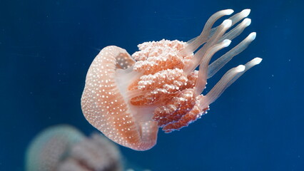 Phyllorhiza punctata, commonly known as the Australian spotted jellyfish or white-spotted...