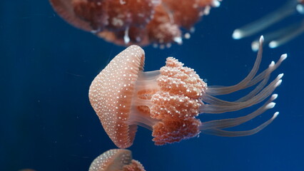 Phyllorhiza punctata, commonly known as the Australian spotted jellyfish or white-spotted jellyfish, is a species of jellyfish found in the Indo-Pacific region.  澳洲斑點水母  © Jimmy