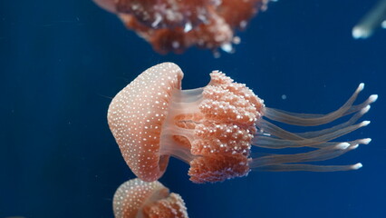 La méduse australienne tachetée, scientifiquement connue sous le nom de Phyllorhiza punctata, est...