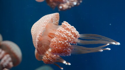 Phyllorhiza punctata, commonly known as the Australian spotted jellyfish or white-spotted jellyfish, is a species of jellyfish found in the Indo-Pacific region.  澳洲斑點水母  © Jimmy