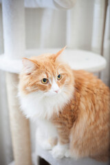 ノウェージャンフォレストキャット001　Norwegian Forest Cat 