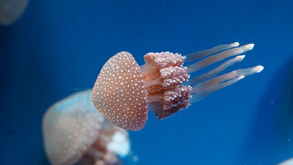 white spotted jellyfish, phyllorhiza punctata in aquarium © Jimmy