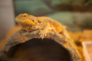 フトアゴヒゲトカゲ002
bearded lizard