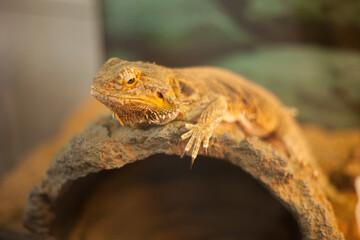 フトアゴヒゲトカゲ001　
bearded lizard