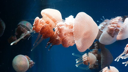 Phyllorhiza punctata, commonly known as the Australian spotted jellyfish or white-spotted...