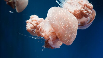 Phyllorhiza punctata, commonly known as the Australian spotted jellyfish or white-spotted...