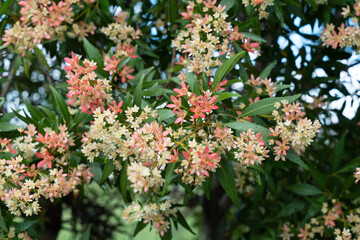 Bunches of pink and white flowers on a New South Wales Christmas Bush. Ceratopetalum gummiferum