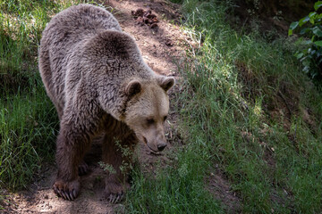 Brown bear (Ursus arctos) in the forest