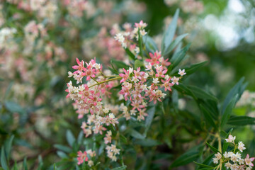 Ceratopetalum gummiferum. New South Wales Christmas Bush. Close up of pink and white flowers against leafy background. 