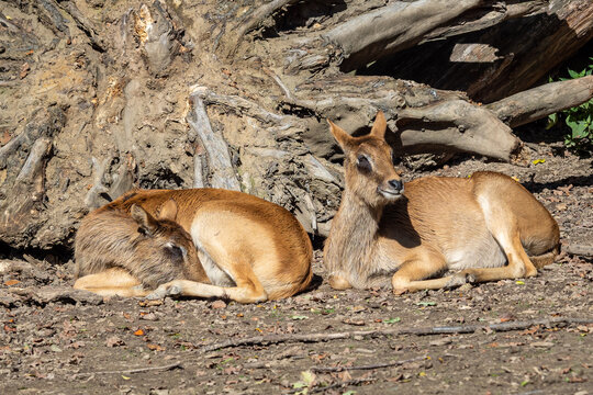 Group of Nile lechwe or Mrs Gray's lechwe (Kobus megaceros) is an endangered species of antelope found in swamps and grasslands in South Sudan and Ethiopia.