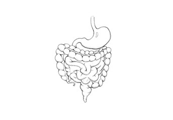 Human digestive system anatomy sketch drawing Illustration