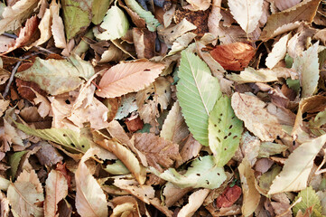 Natural background from autumn fallen leaves. View from above. Plant texture