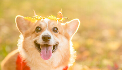 Pembroke welsh corgi sits at autumn park in the rays of the sunset. Empty space for text