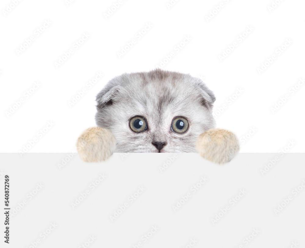Poster Scared tiny kitten looks above empty white banner. isolated on white background