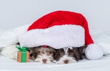 Two sleepy Biewer Yorkshire terrier puppies sleep under big red santa hat on a bed at home