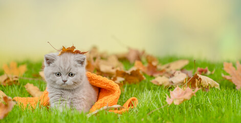 Unhappy kitten sits with a fallen leaf on its head at autumn park. Empty space for text