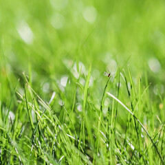 Texture, background, pattern of green grass with an insect. Bokeh with light reflection