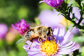 Worker bee on Sapphire Mist aster flowers in autumn garden