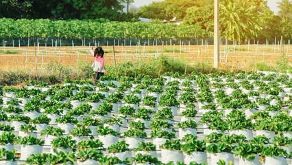 Happiness young girl having fun and cheerful in the organic strawberry farm on warm sunny day. New generation with agriculture. Kid on strawberry plantation field. Outdoor summer fun in countryside.