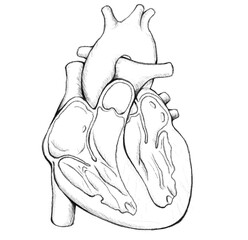 Human heart anatomy sketch drawing