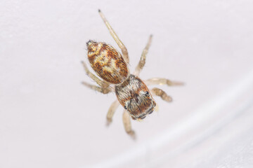 Icius congener jumping spider posed on a white floor.
