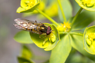 Marmalade hoverfly, Episyrphus balteatus, feeding from a yellow flower on a sunny day