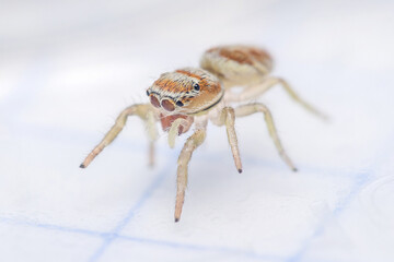 Icius congener jumping spider posed on a white floor.
