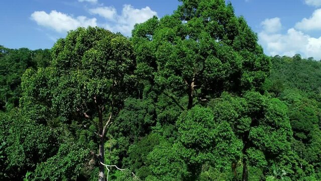 Aerial view Drone video of big trees in rainforest and jungle landscape 4K footage of beautiful nature outdoor