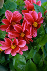red and yellow flowers