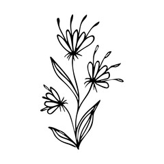 Fototapeta na wymiar hand drawn botanical flower doodle element for floral design concept