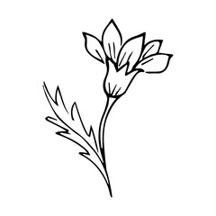 hand drawn botanical flower doodle element for floral design concept