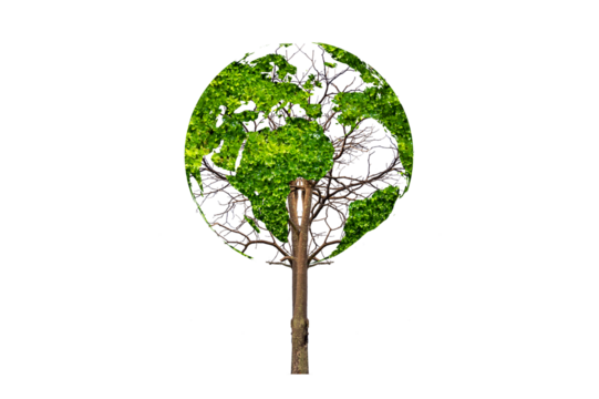 tree in the green globe Isolate on transparent background PNG file