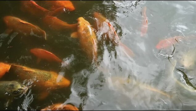 Group of Ikan mas or gold fish swimming in the pond. Cyprinus carpio