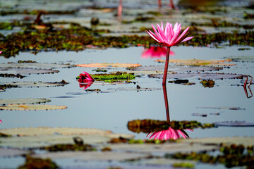 Thailand Kumphawapi lotus lake