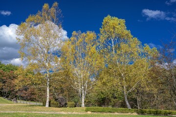 長野県・茅野市 秋の永明寺山公園の風景